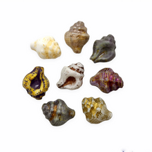 Load image into Gallery viewer, Czech glass conch seashell shell beads charms mix 16pc blue purple white 15x12mm-Orange Grove Beads