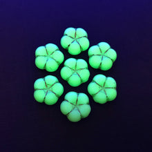 Load image into Gallery viewer, Czech glass puffed flower beads 10pc mint green gold UV 12mm
