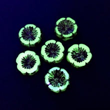 Load image into Gallery viewer, Czech glass table cut hibiscus flower beads 6pc sea green opaline picasso 14mm UV glow
